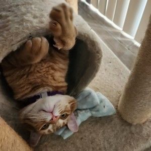 Meet your Posher, Diana